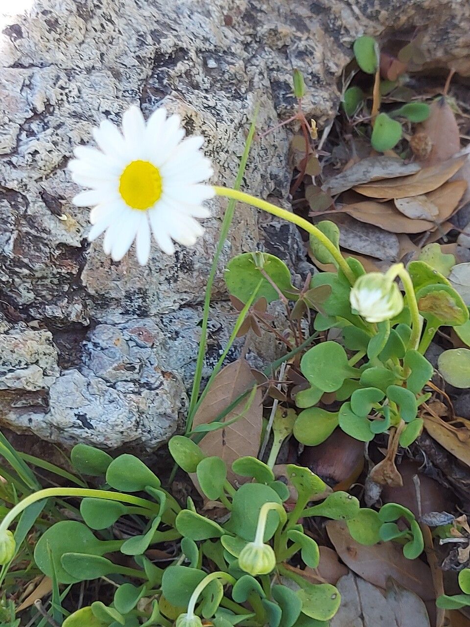 Bellium crassifolium habit