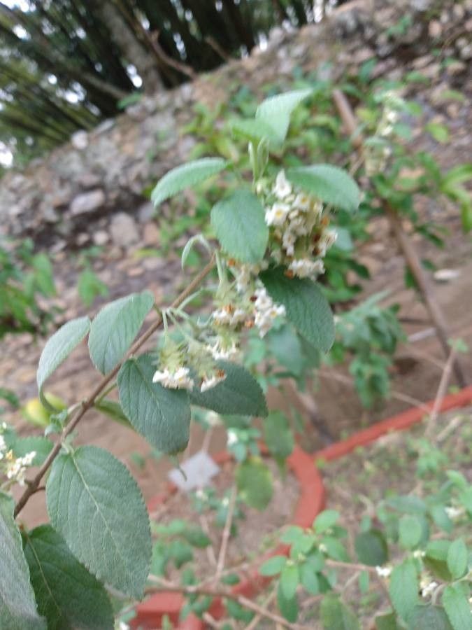 Lippia origanoides flower
