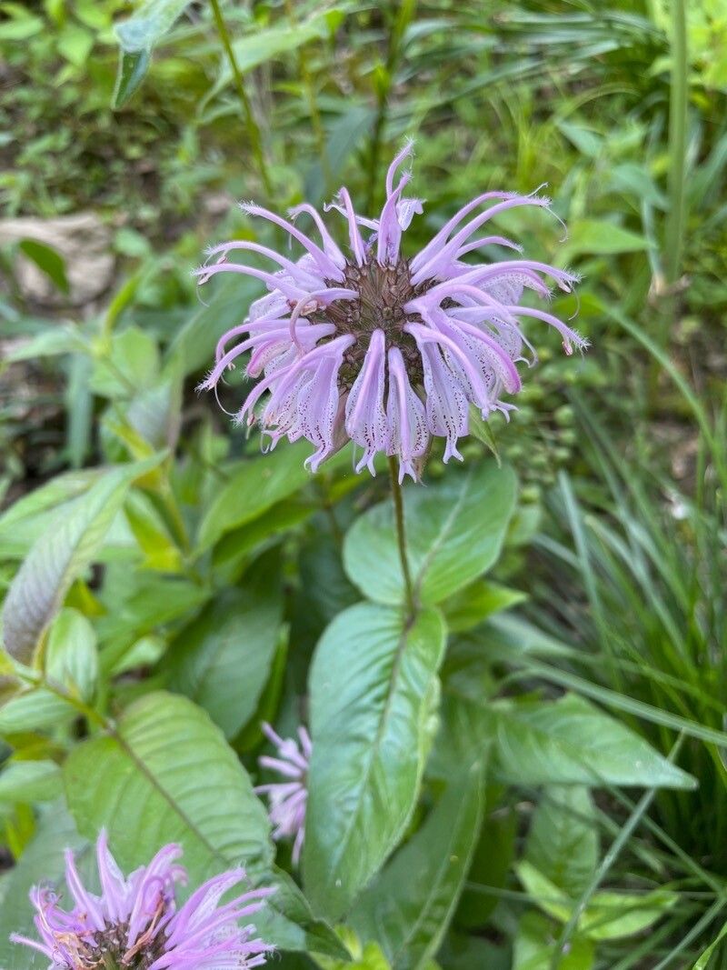 Monarda bradburiana flower