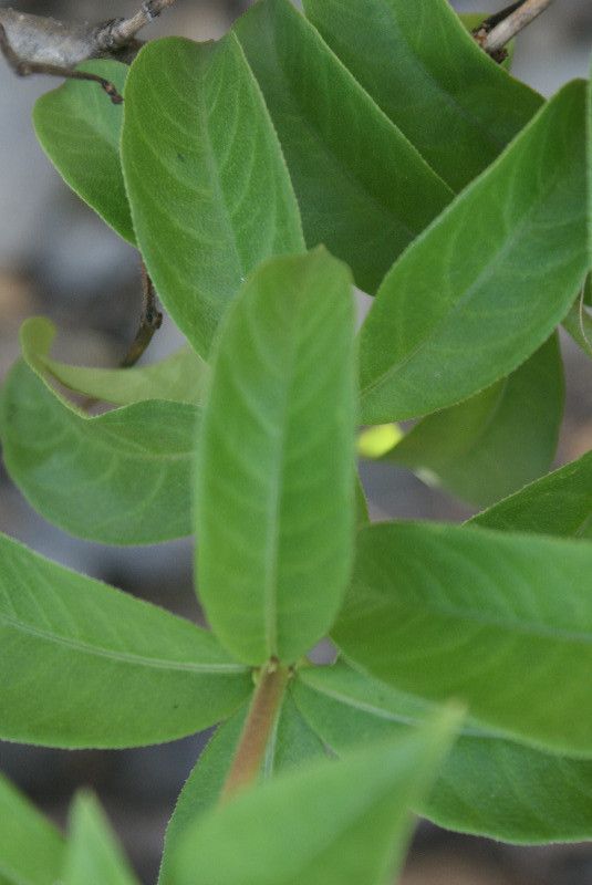 Allamanda violacea leaf