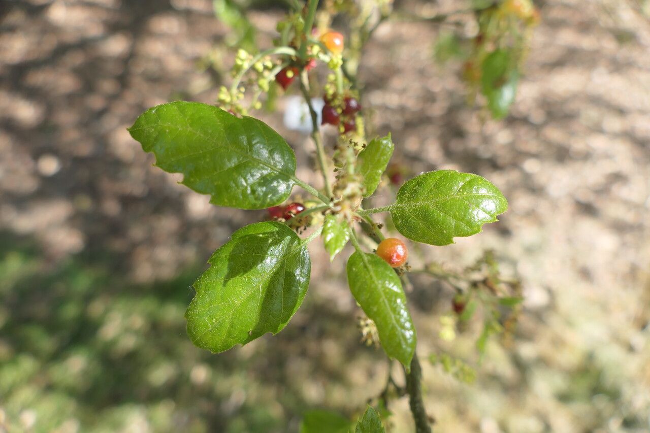 Quercus crenata — houseplant care guide