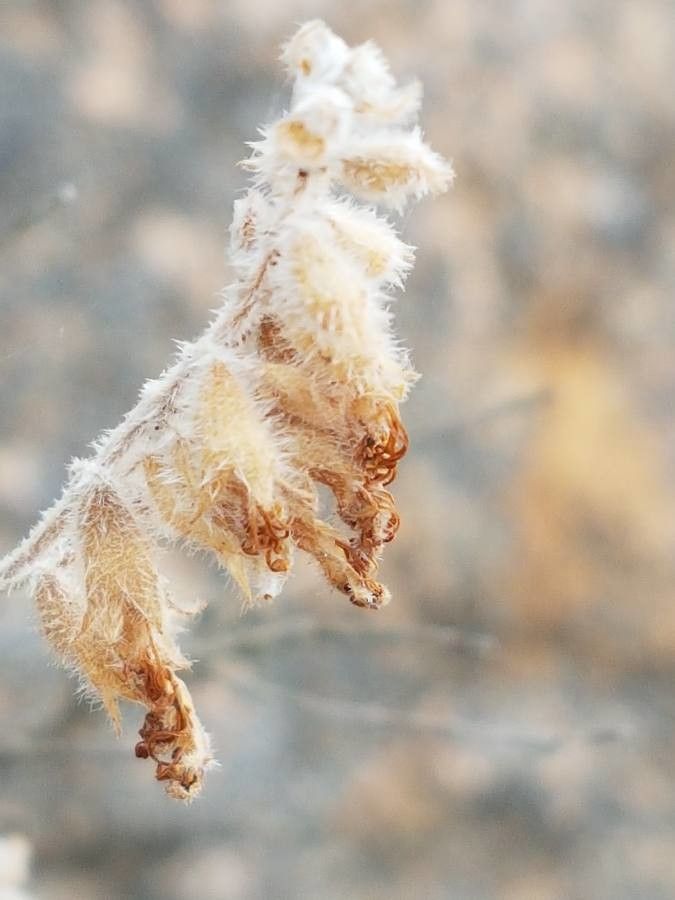 Teucrium polium fruit