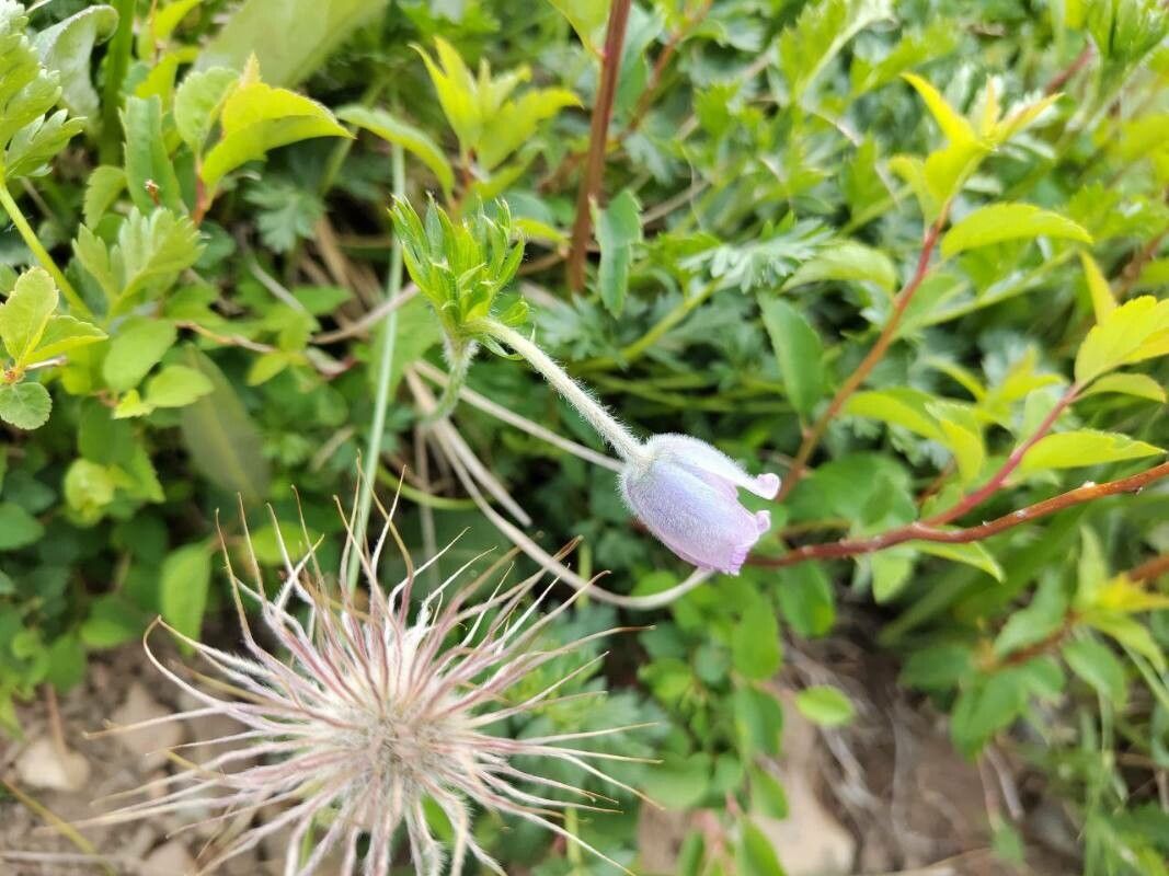 Pulsatilla dahurica — search result for 'Pulsatilla'