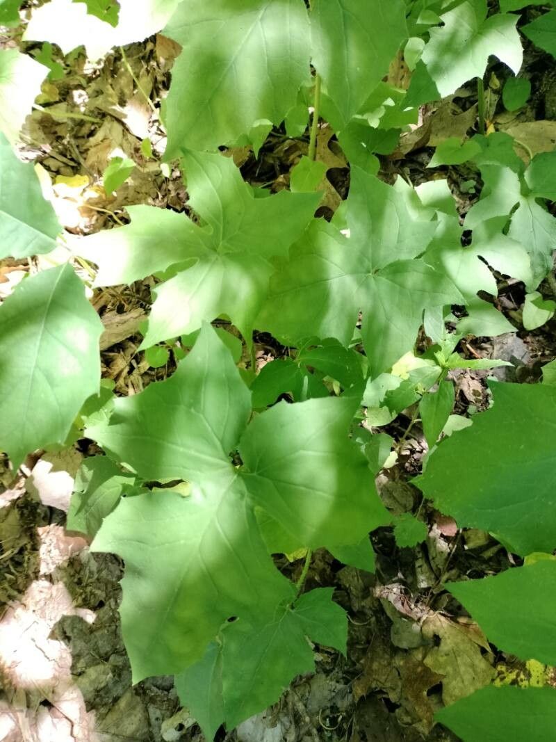 Prenanthes alba leaf