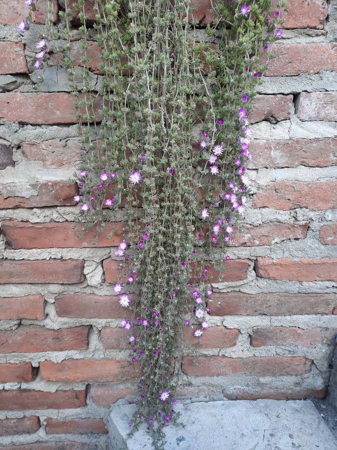 Drosanthemum hispidum leaf