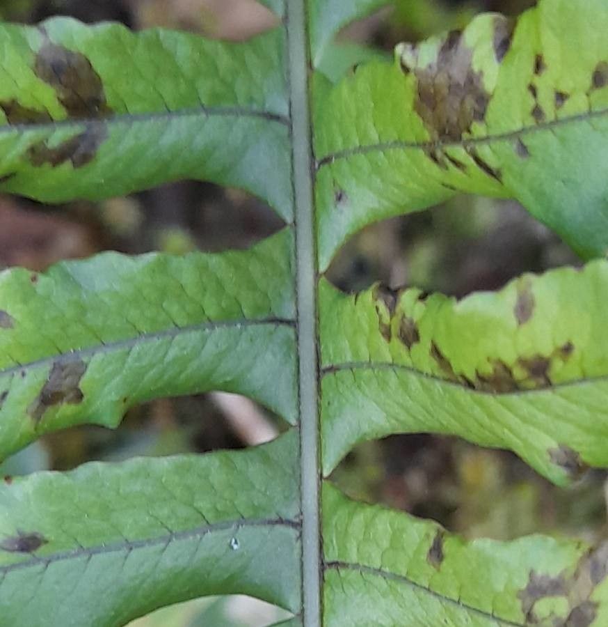 Blechnum laevigatum — houseplant care guide