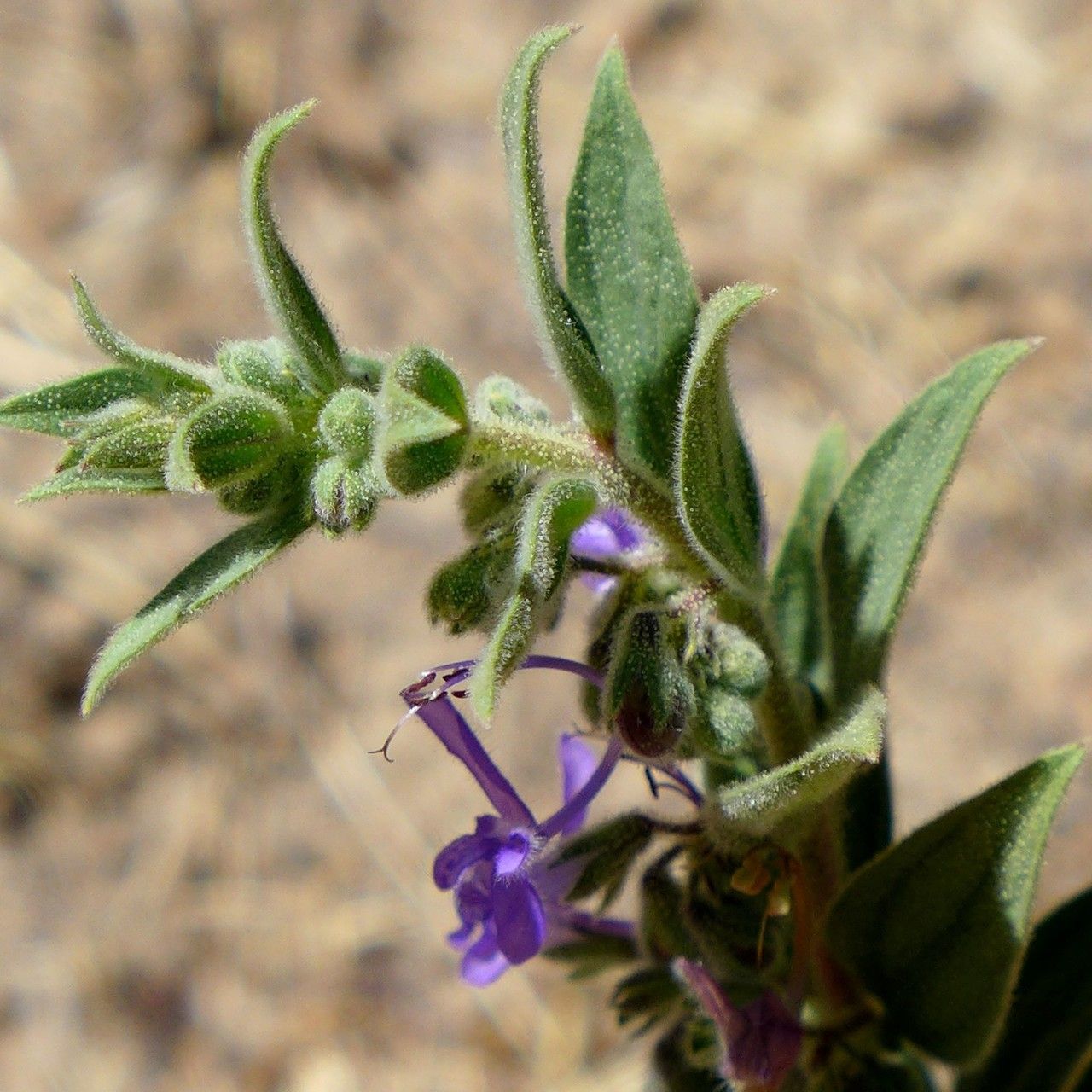 Trichostema lanceolatum habit