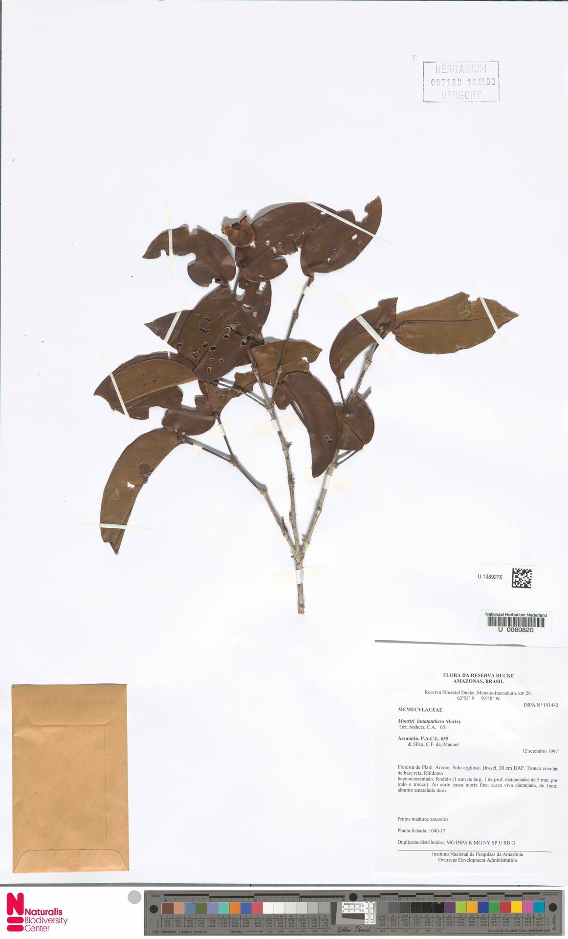 Mouriri lunatanthera fruit