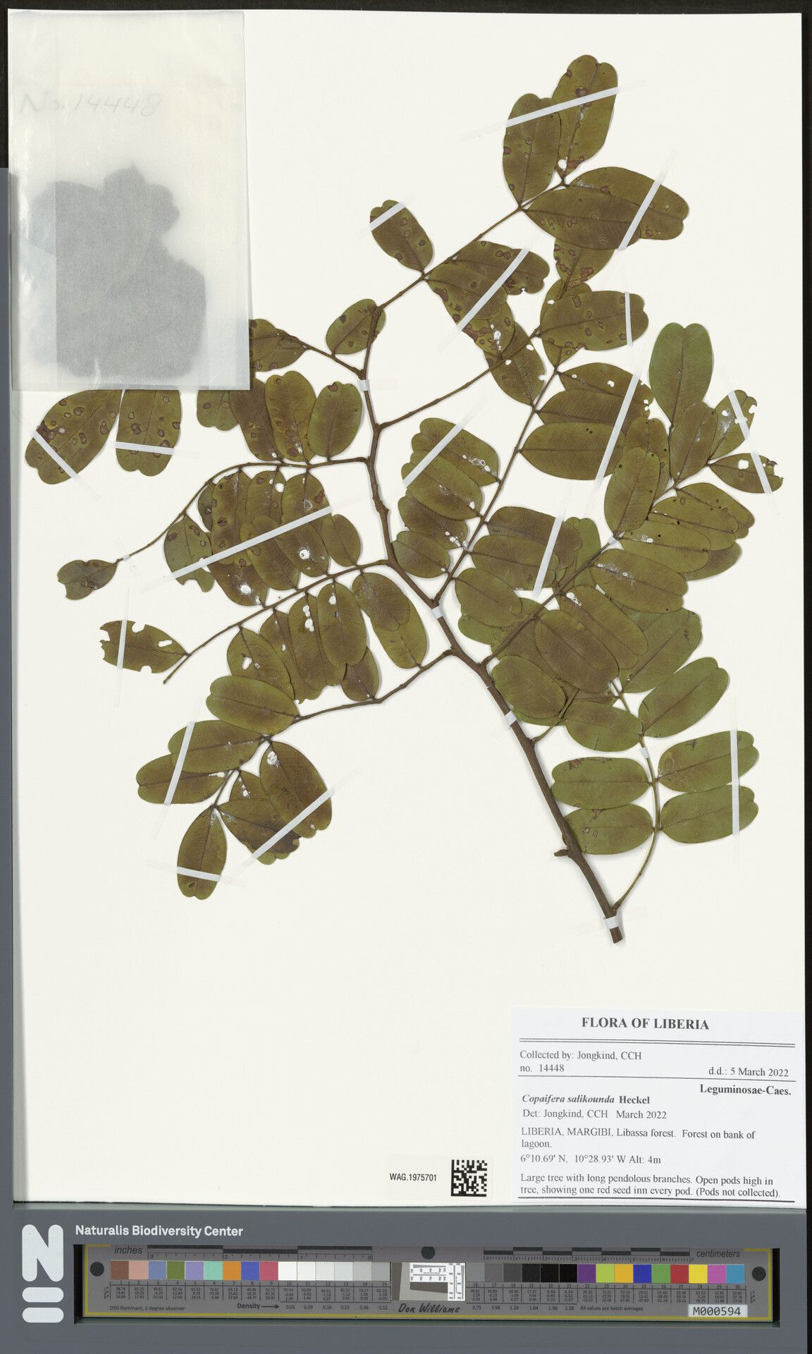 Copaifera salikounda — houseplant care guide