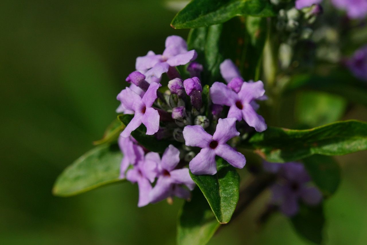 Buddleja alternifolia flower
