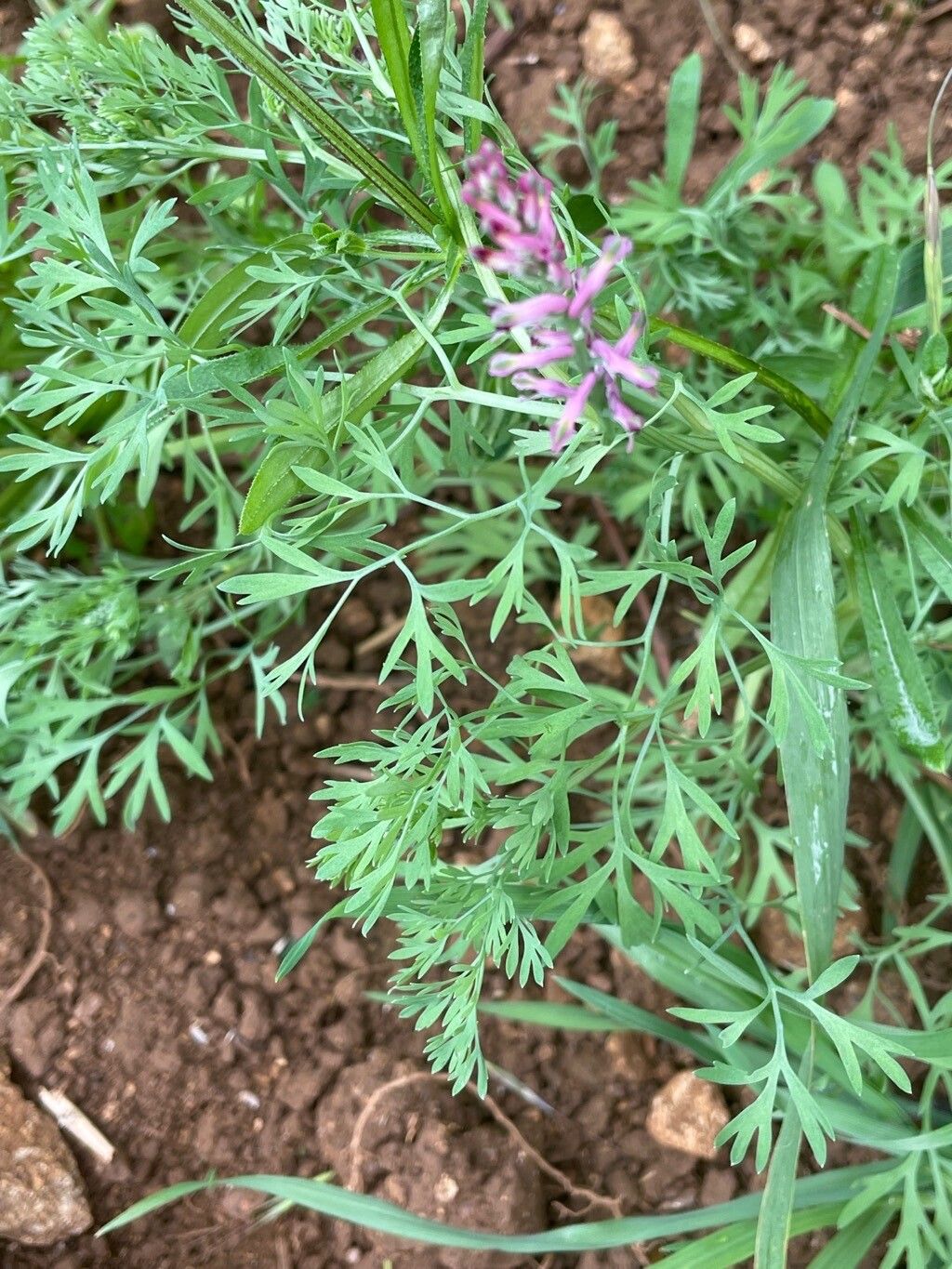 Fumaria schleicheri habit