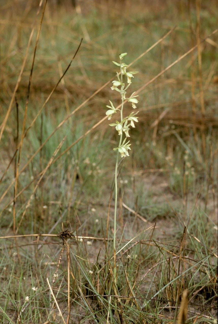 Eulophia flavopurpurea — houseplant care guide