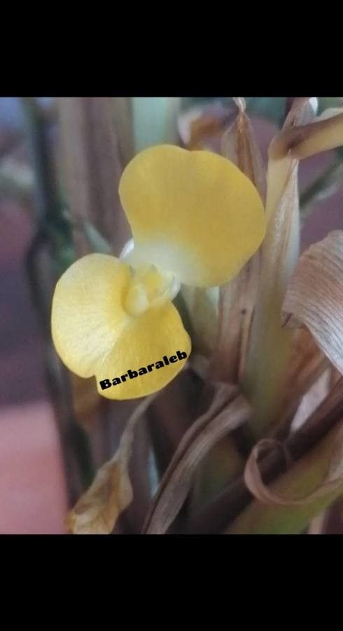 Calathea bachemiana flower