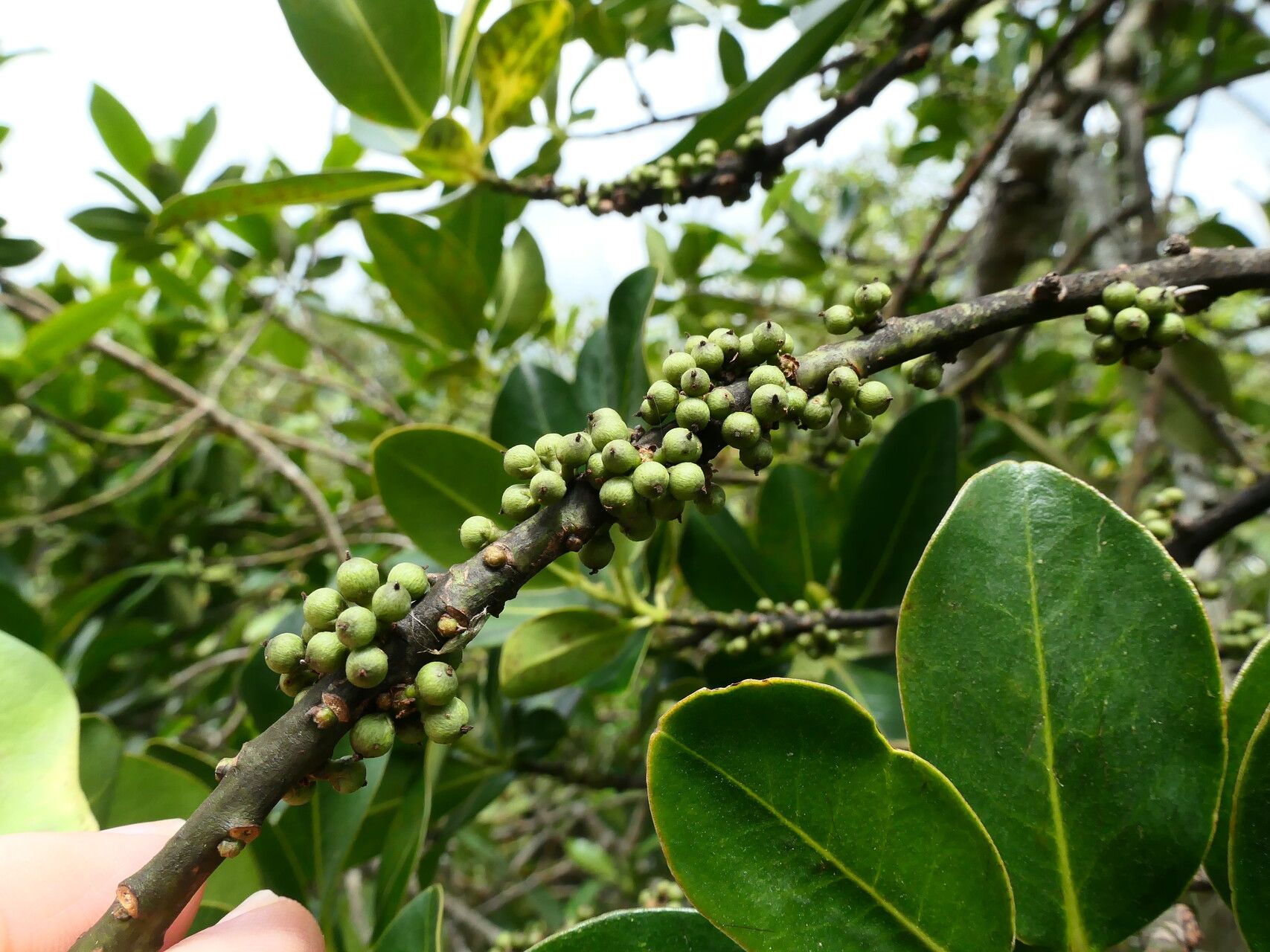 Myrsine latifolia fruit