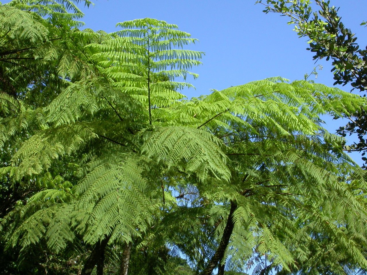 Cyathea arborea leaf