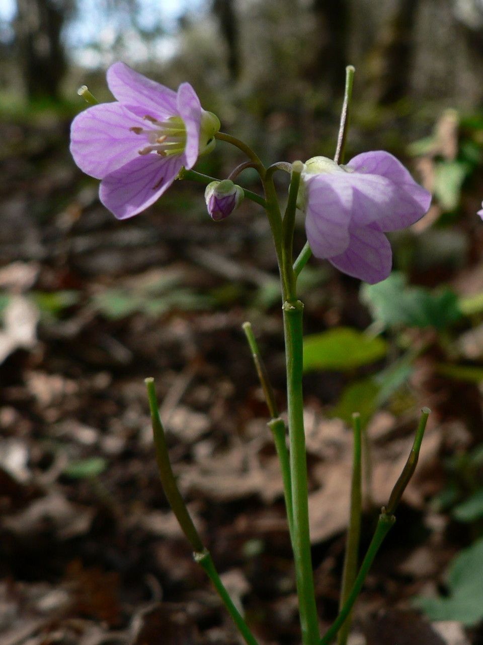 Cardamine nuttallii habit