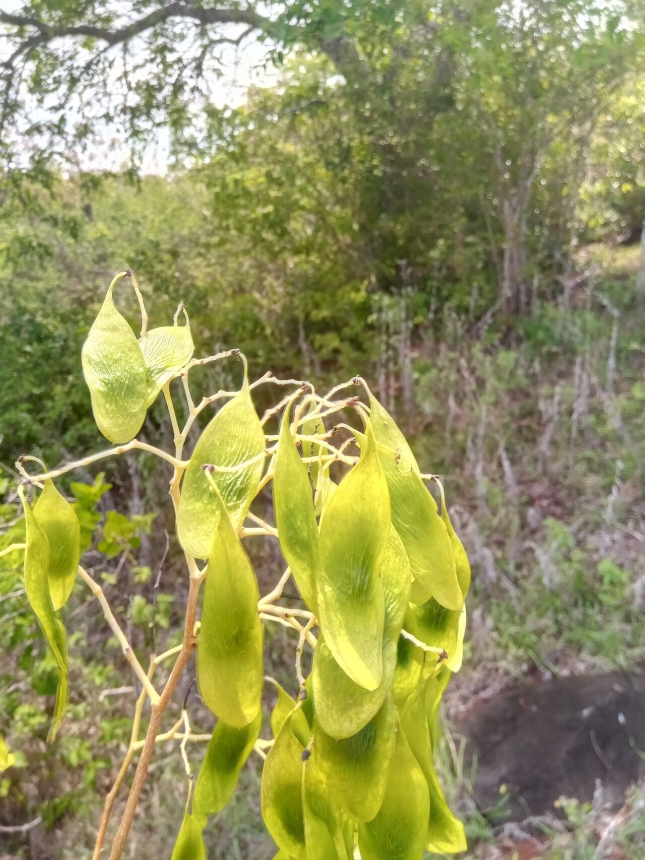 Dalbergia abrahamii fruit