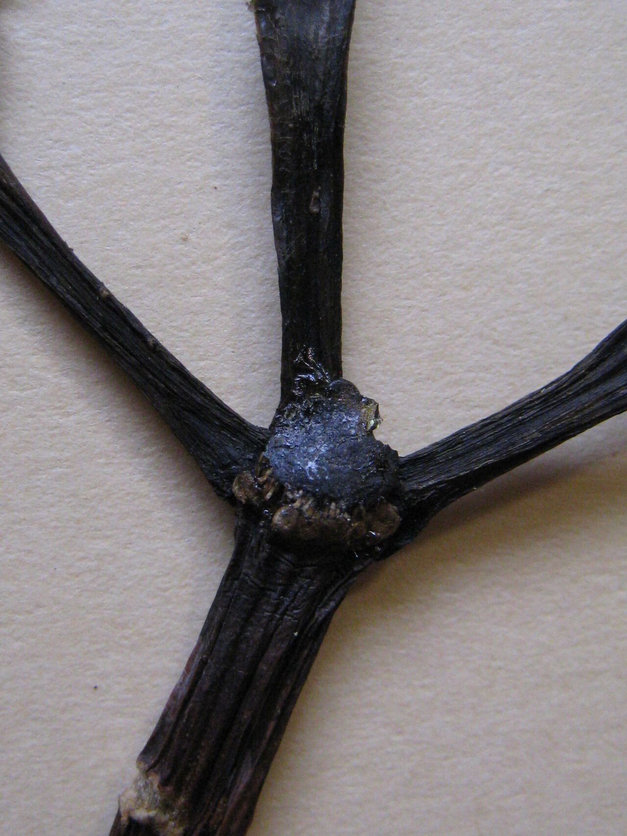 Rauvolfia pentaphylla other