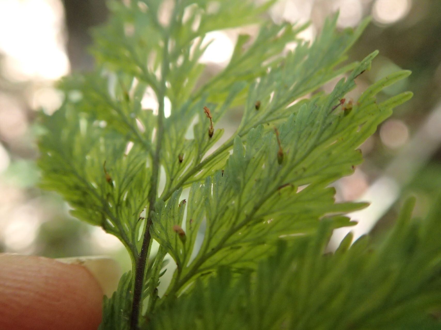 Trichomanes flavofuscum leaf