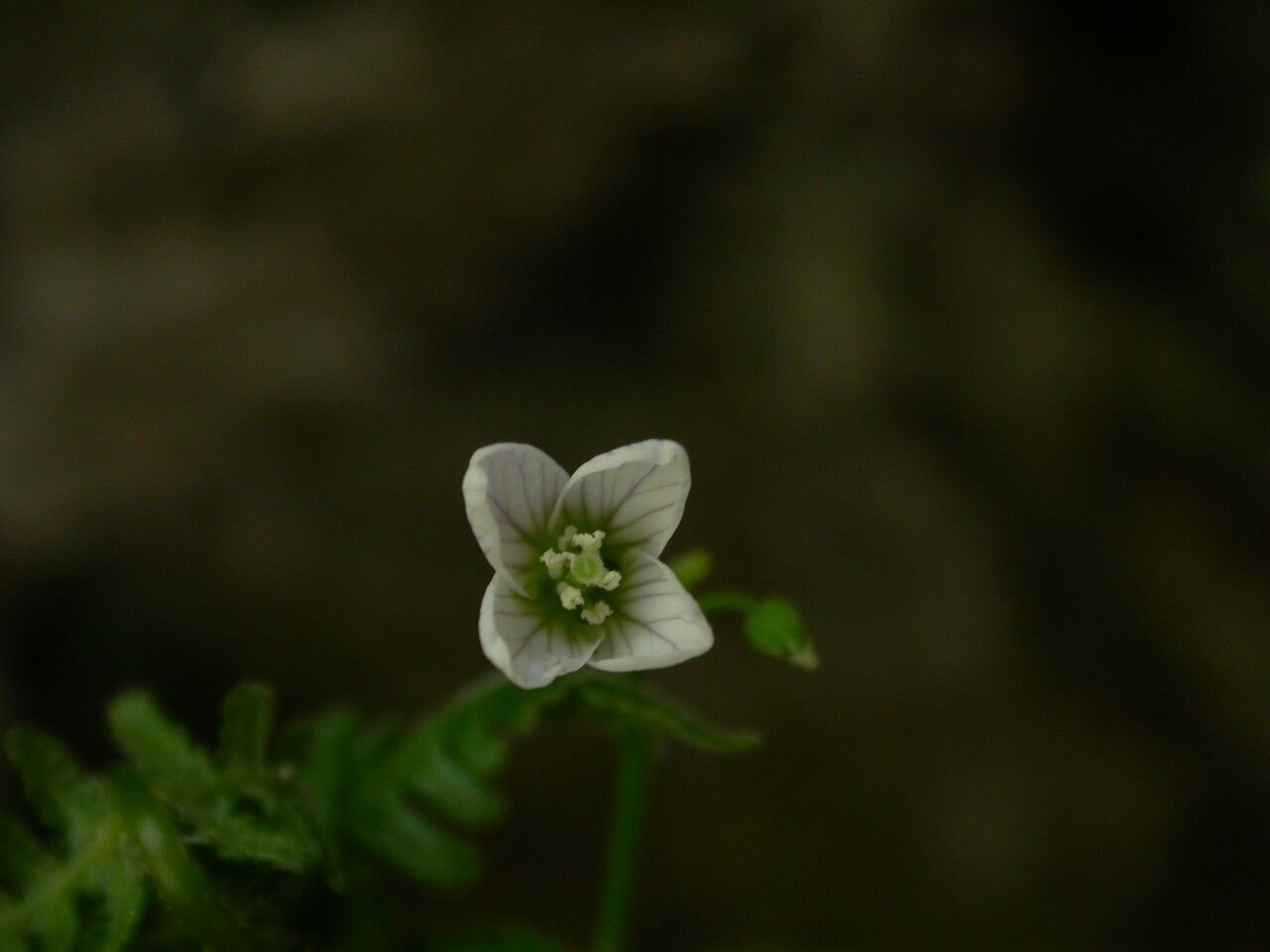 Cardamine trifoliolata habit
