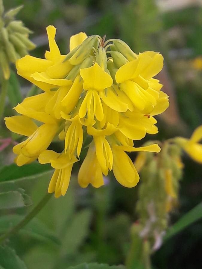 Trigonella esculenta flower