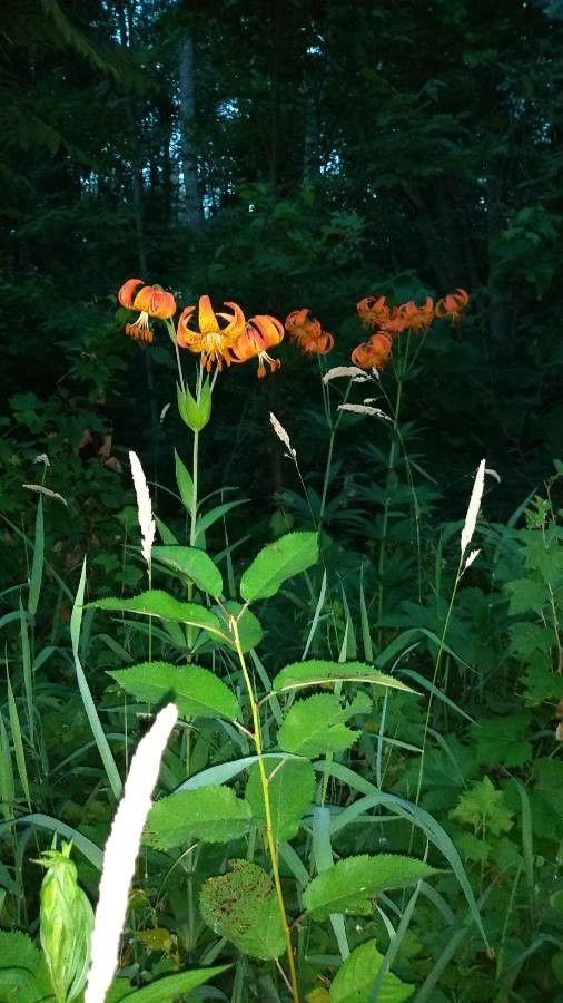 Lilium michiganense flower