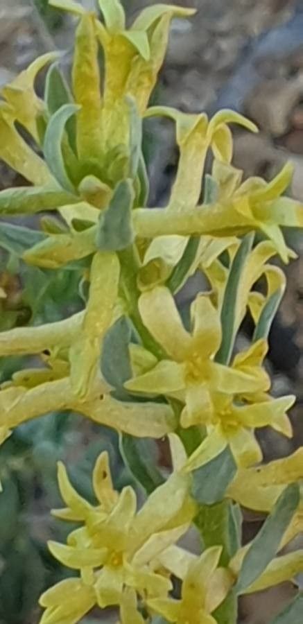 Thymelaea pubescens — houseplant care guide