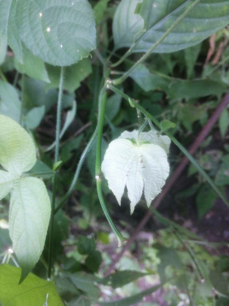 Dalechampia scandens leaf
