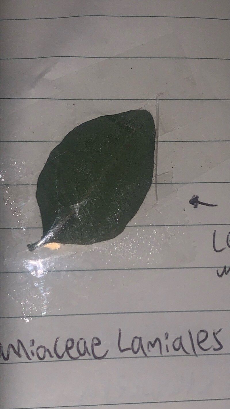 Silene rotundifolia leaf