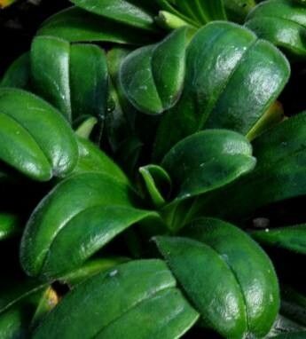 Myosotis capitata — houseplant care guide