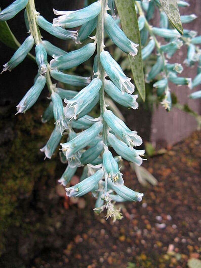 Lachenalia viridiflora flower