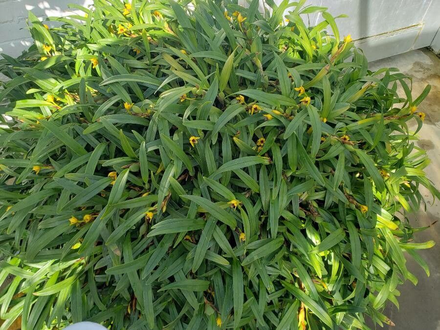 Maxillariella variabilis habit