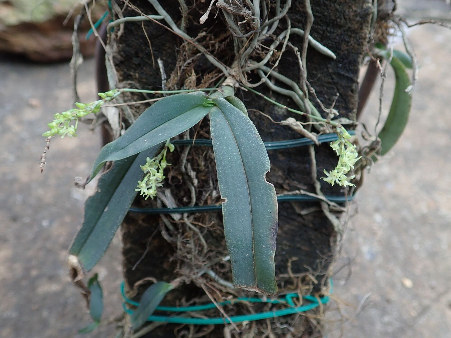 Angraecopsis tridens habit