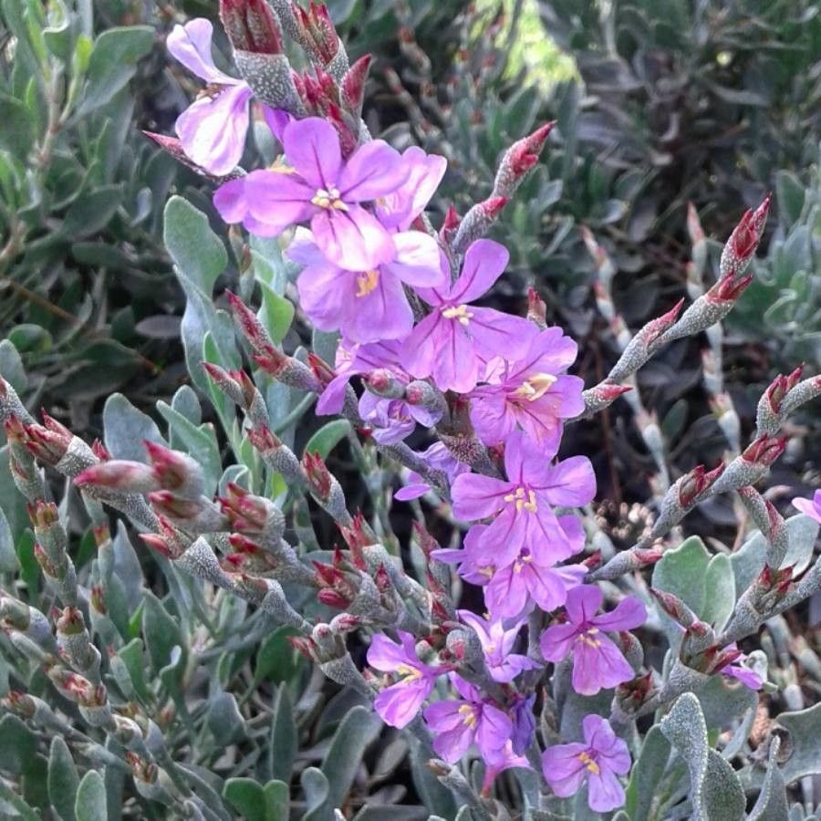 Limoniastrum monopetalum flower