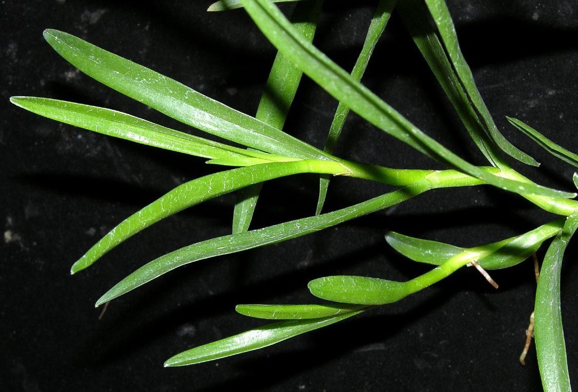 Maxillaria nicaraguensis — houseplant care guide