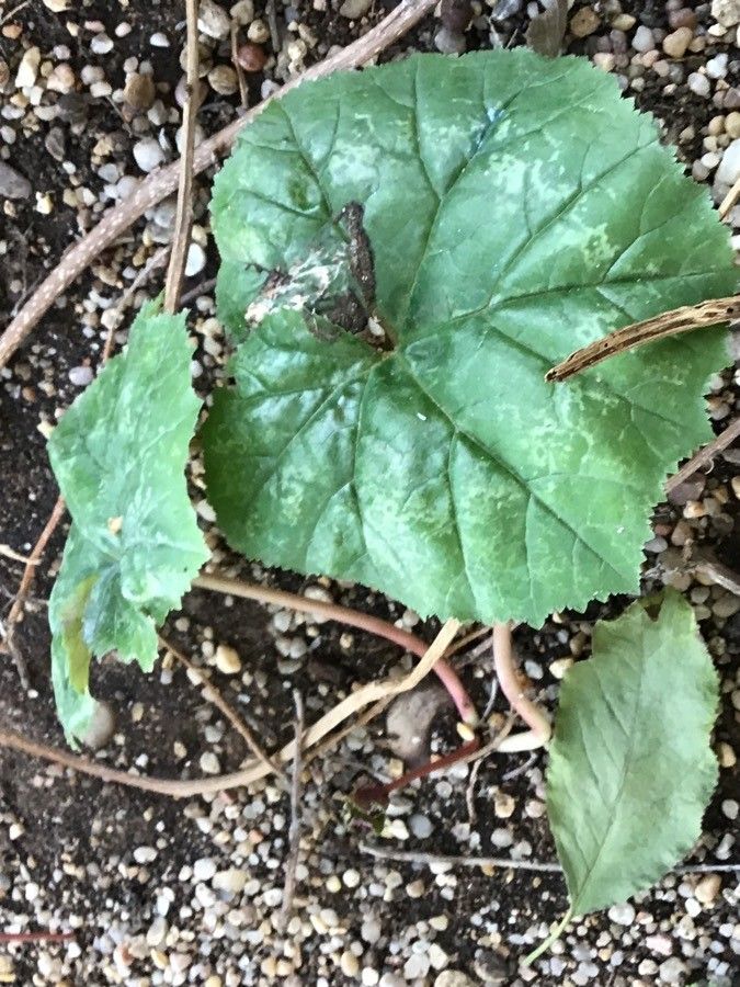 Cyclamen rohlfsianum — search result for 'Libya'