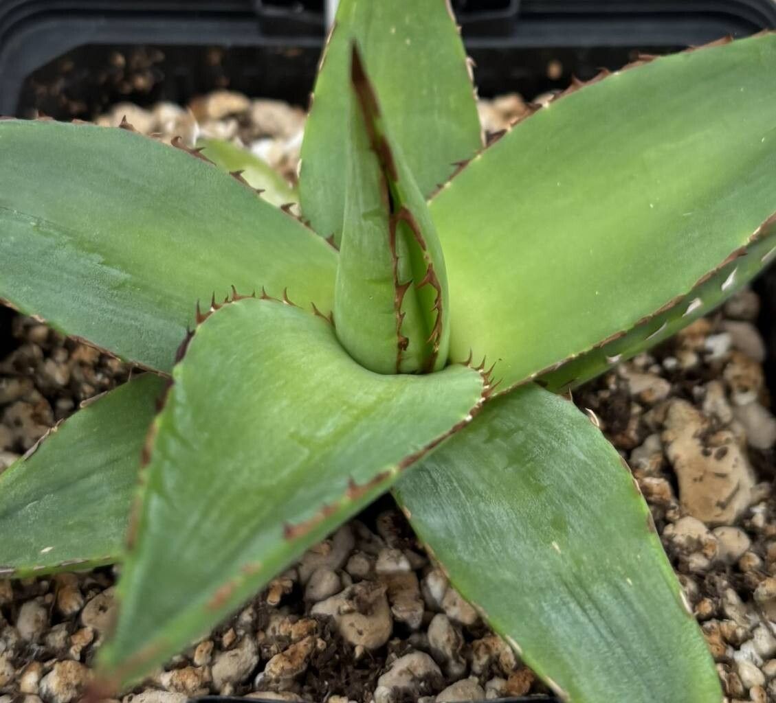 Agave calciphila — houseplant care guide