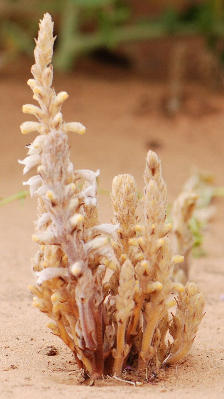 Orobanche ramosa habit