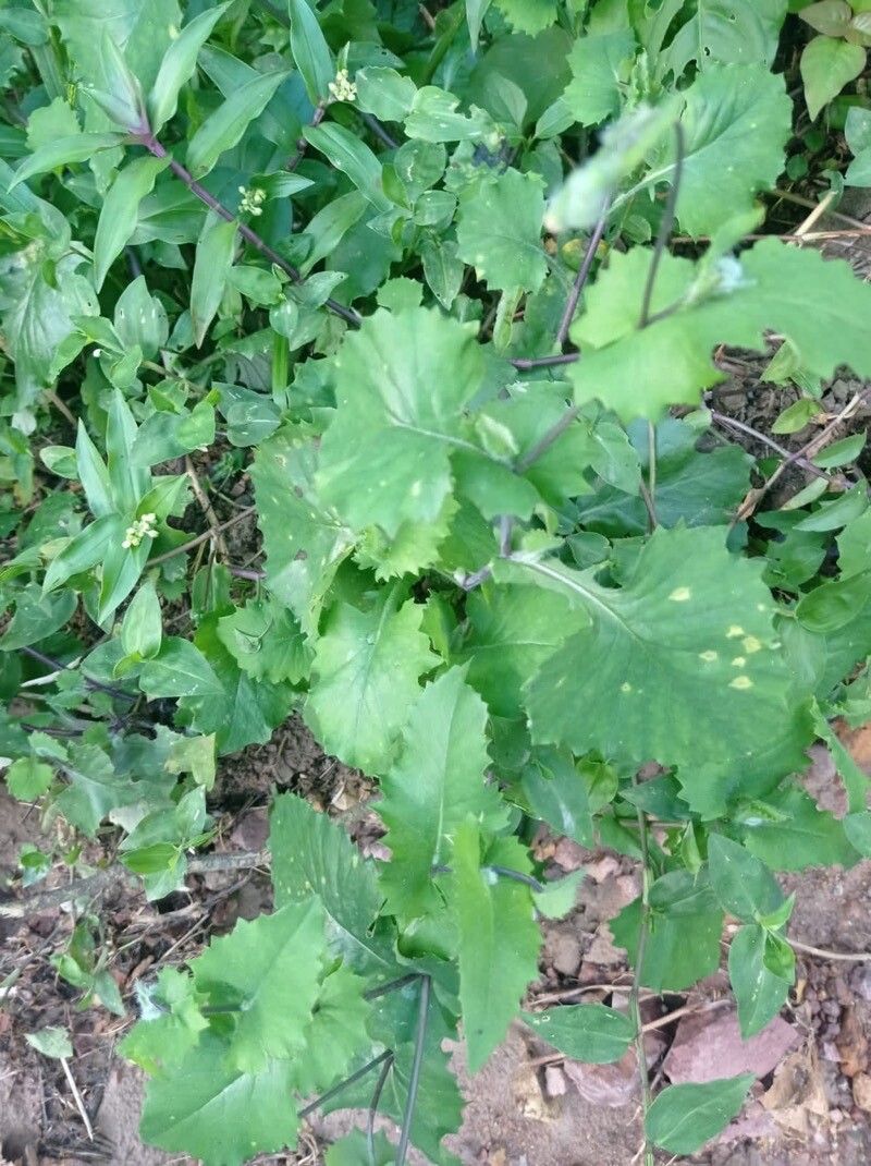 Emilia praetermissa leaf