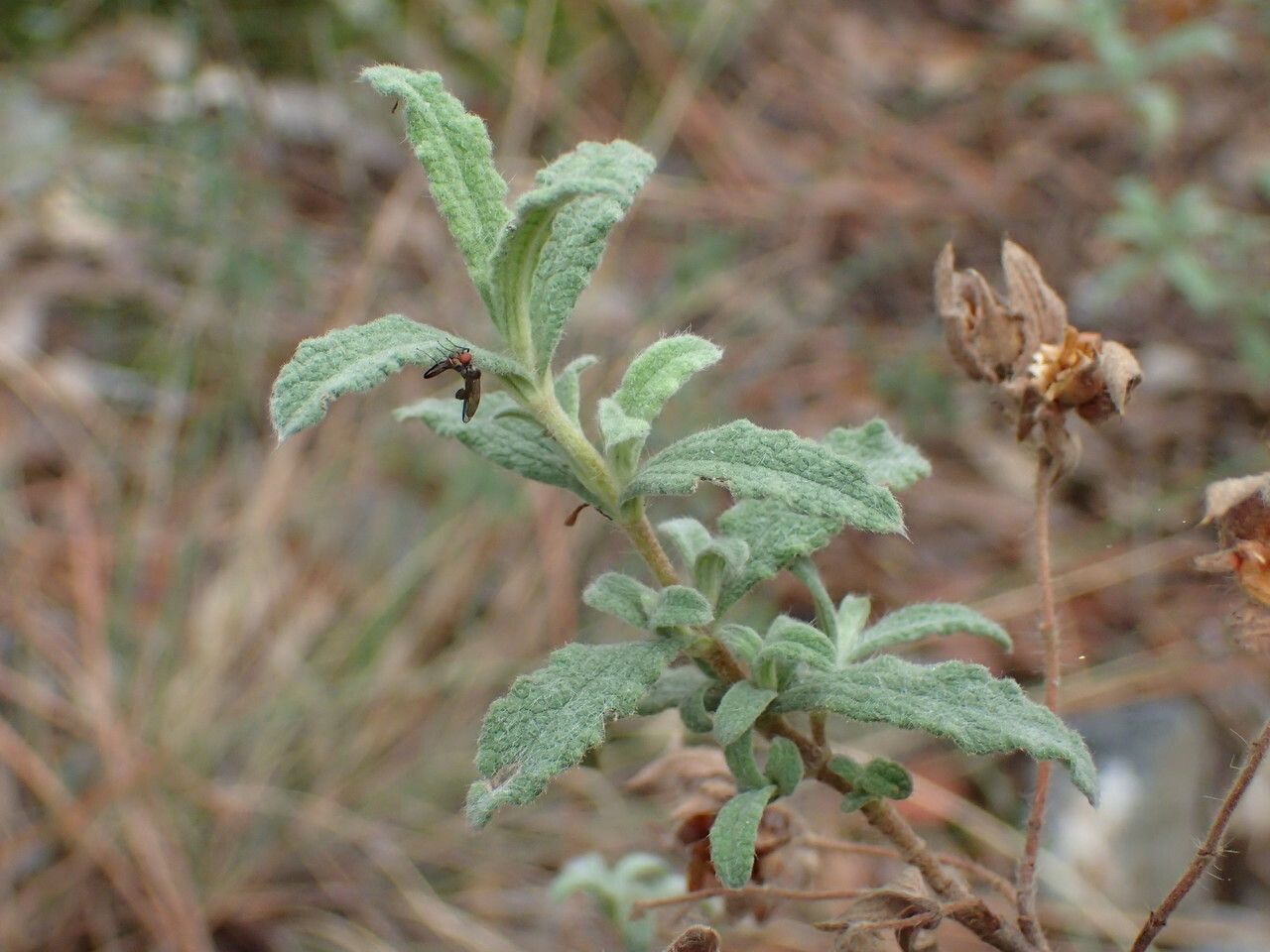 Cistus pouzolzii — houseplant care guide