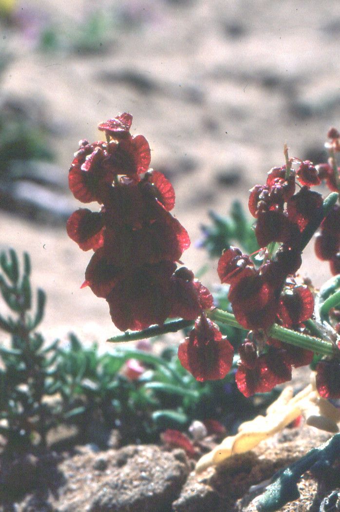 Rumex papilio — houseplant care guide