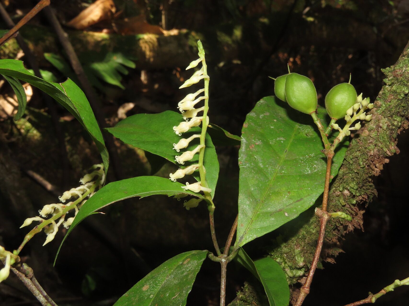 Rinorea hummelii leaf