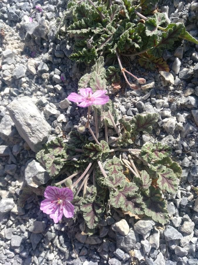 Erodium boissieri habit