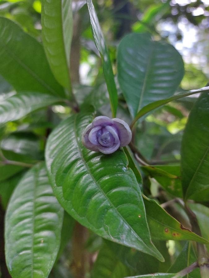 Psychotria urbaniana flower