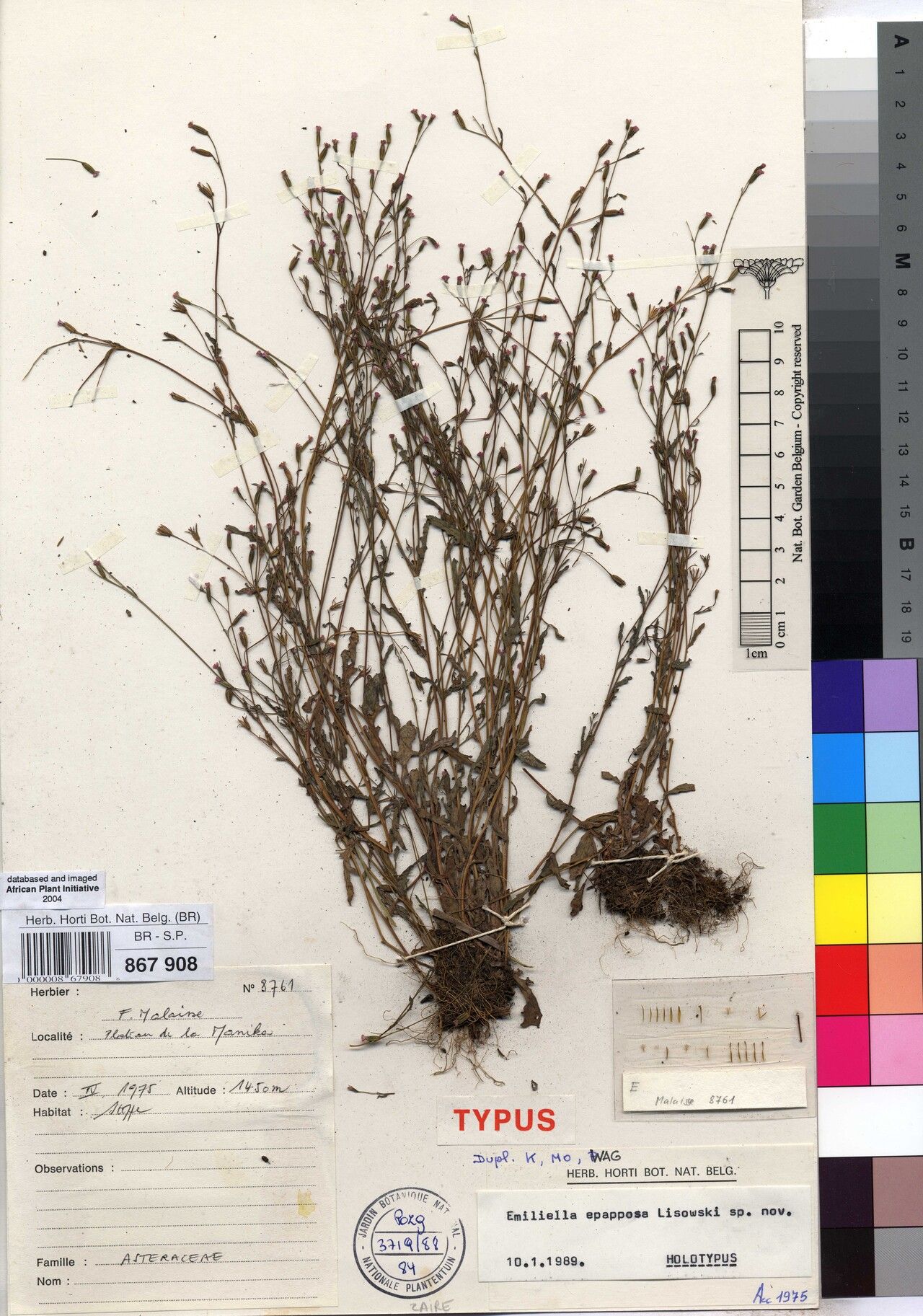 Emilia epapposa — houseplant care guide