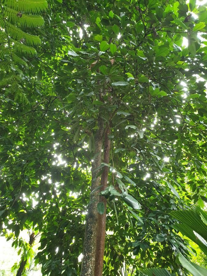 Baccaurea motleyana bark