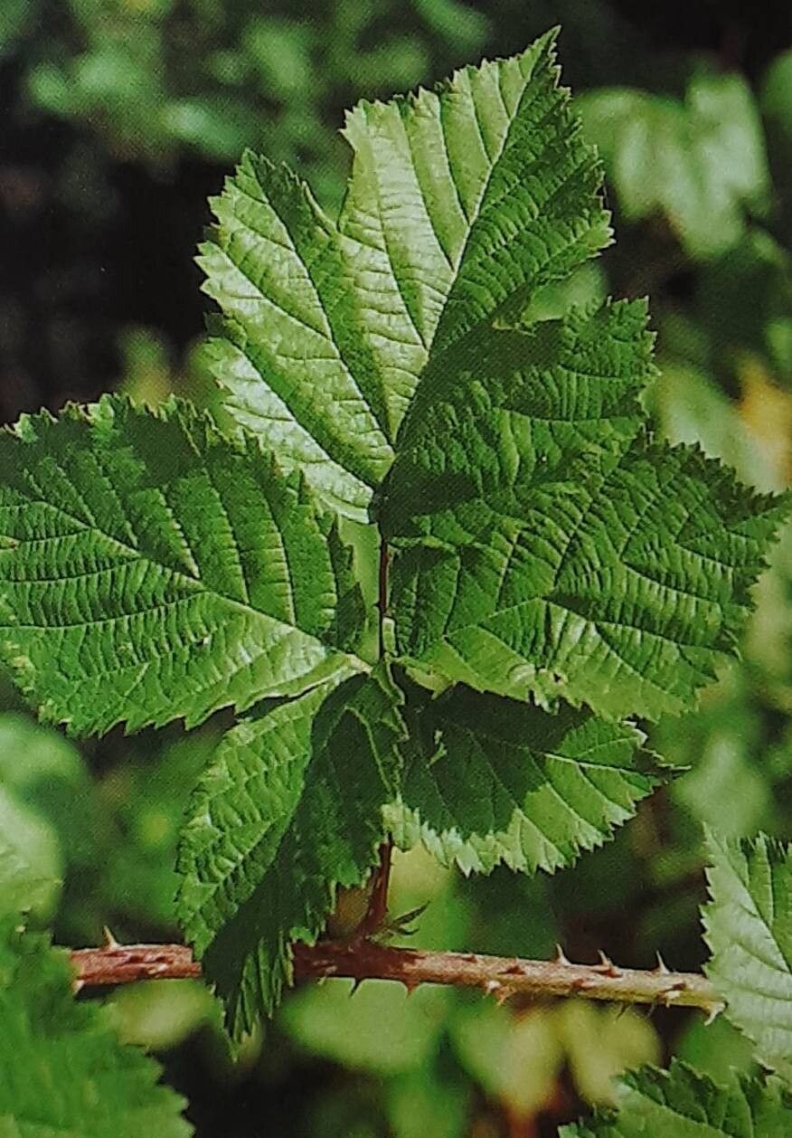 Rubus josefianus — houseplant care guide