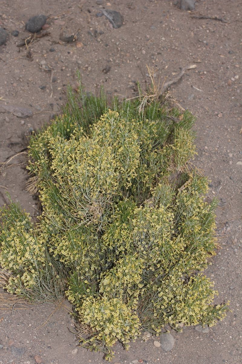 Fabiana densa habit