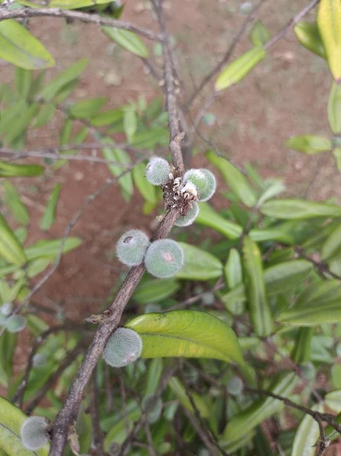 Myrciaria glazioviana fruit