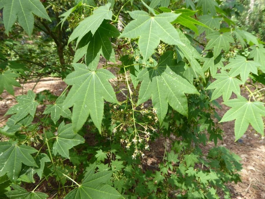 Acer campbellii leaf